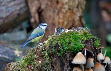 Blue tits foraging for food in the woods