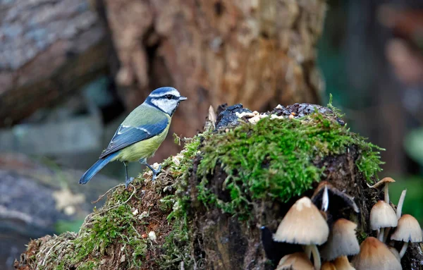 Blue Tits Foraging Food Woods — стоковое фото