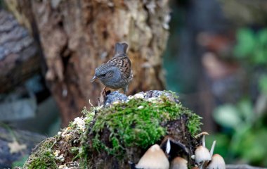 Dunnock ormanda yiyecek arıyor.