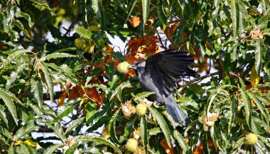 Karga ağaçtan tatlı kestane topluyor.