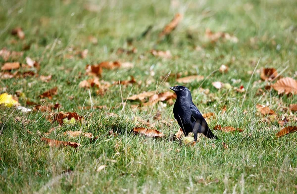 Jackdaw Collecting Sweet Chestnuts Tree — Stock Photo, Image