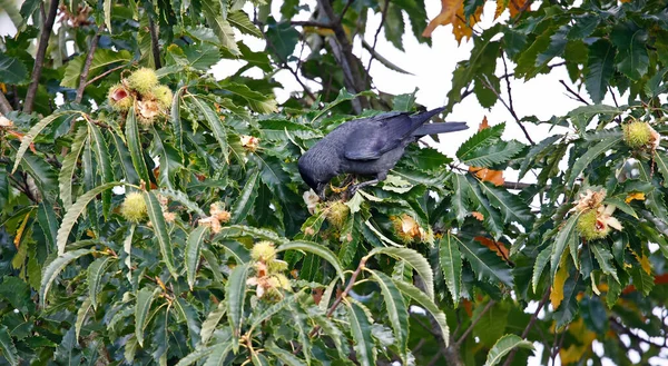 Dohle Sammelt Esskastanien Von Einem Baum — Stockfoto