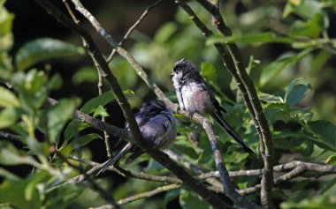 Long tailed tits preening in a tree