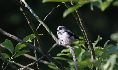 Long tailed tits preening in a tree