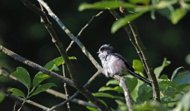 Long tailed tits preening in a tree
