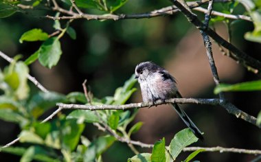Long tailed tits preening in a tree