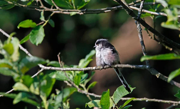 Long Tailed Tits Preening Tree — Fotografia de Stock