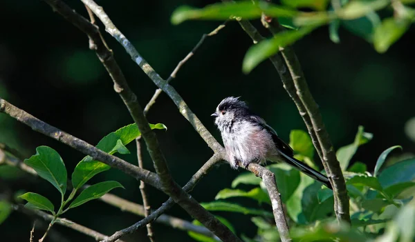 Long Tailed Tits Preening Tree — Fotografia de Stock