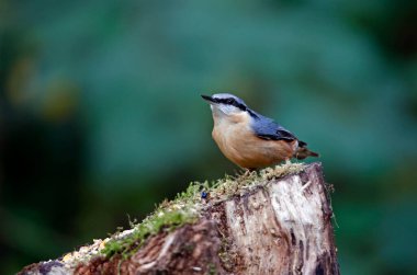 Tımarhane tohumları ve fındıkları ormanda saklıyor.