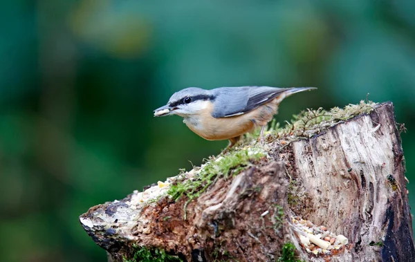 Nuthatch Armazenando Sementes Nozes Floresta — Fotografia de Stock