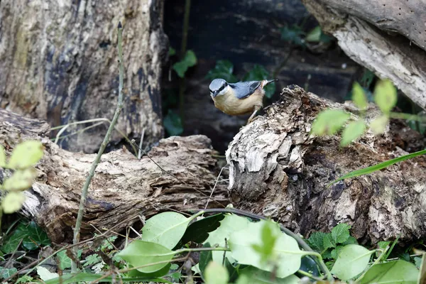 Cacher Les Graines Les Noix Dans Les Bois — Photo