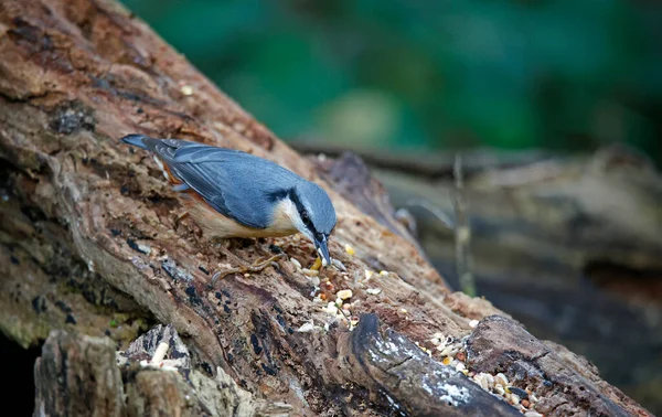 Nuthatch Caching Semillas Frutos Secos Bosque — Foto de Stock