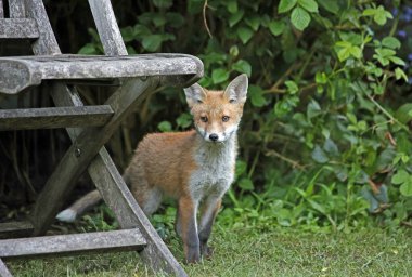 Bahçeyi keşfeden şehir tilkisi yavruları