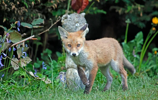 Stedelijke Vos Welpen Verkennen Van Tuin — Stockfoto