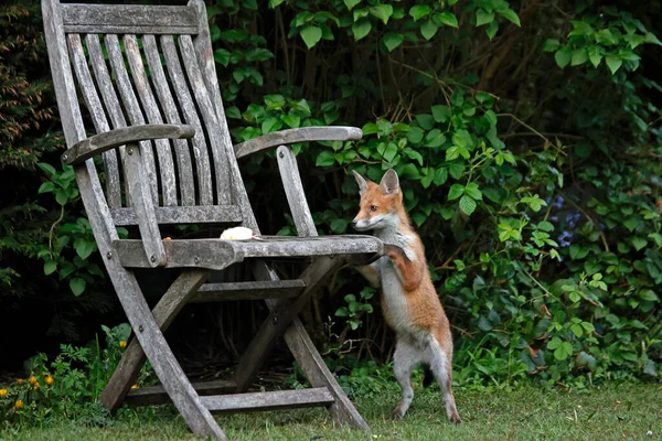 Bahçeyi keşfeden şehir tilkisi yavruları