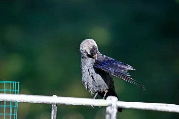 Guacamayo Encaramado Engreído Bajo Sol Otoñal — Foto de Stock