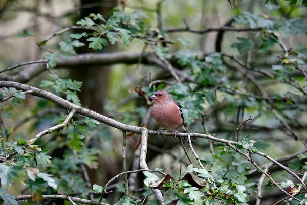 Masculino Chaffinch Forrageamento Floresta — Fotografia de Stock