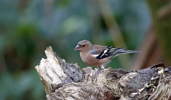 Pinzón Macho Forrajeando Bosque — Foto de Stock