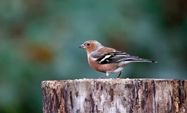 Pinzón Macho Forrajeando Bosque — Foto de Stock