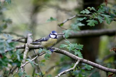 Blue tit foraging for food in the woods