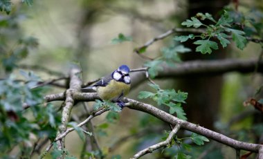 Blue tit foraging for food in the woods