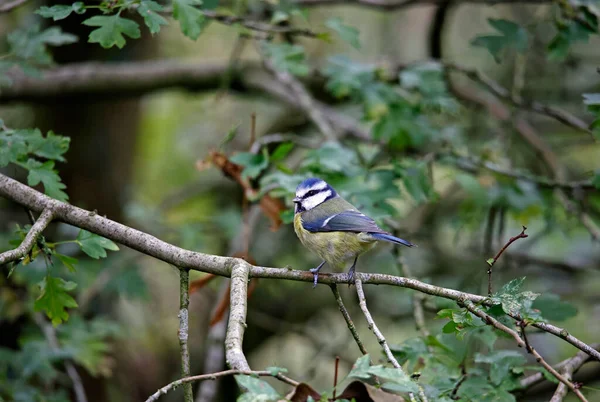 Blue Tit Foraging Food Woods — 图库照片