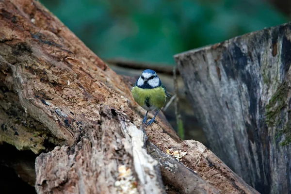 Blue Tit Foraging Food Woods — 图库照片
