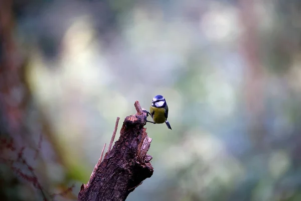 Blue Tit Foraging Food Woods — Stock Photo, Image