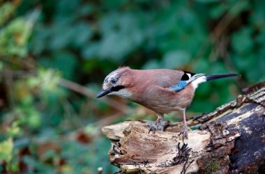 Avrasyalı Jay ormanda yiyecek arıyor.