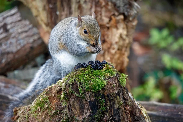 Écureuil Gris Dans Les Bois Mangeant Des Mûres — Photo