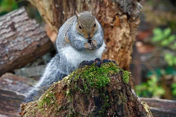 Grey Squirrel Woods Eating Blackberries — Stock Photo, Image