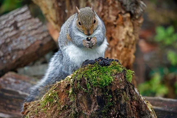 Grey Squirrel Woods Eating Blackberries — Stock Photo, Image