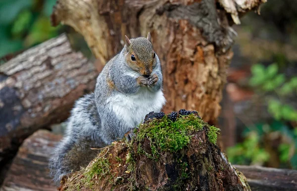 Écureuil Gris Dans Les Bois Mangeant Des Mûres — Photo