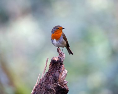 Avrasya bülbülü ormana tünemiş.