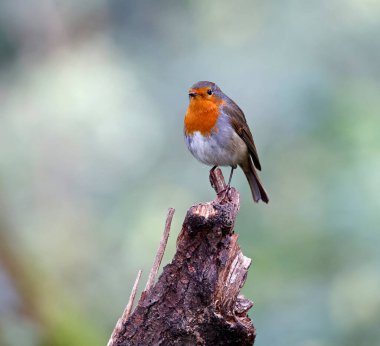Avrasya bülbülü ormana tünemiş.