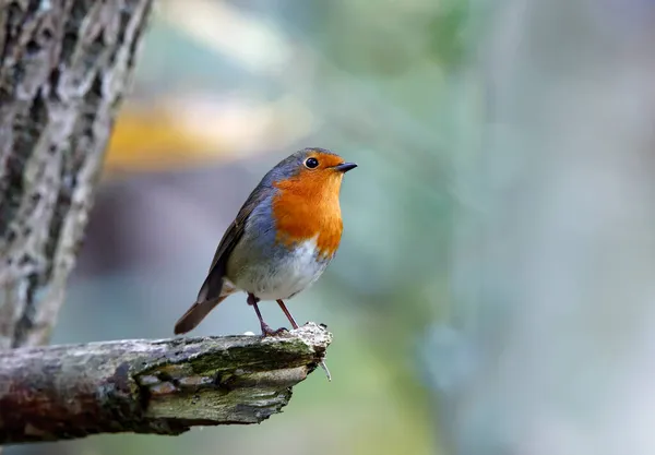 Eurasiático Robin Empoleirado Floresta — Fotografia de Stock