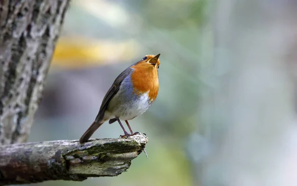 Eurasiático Robin Empoleirado Floresta — Fotografia de Stock