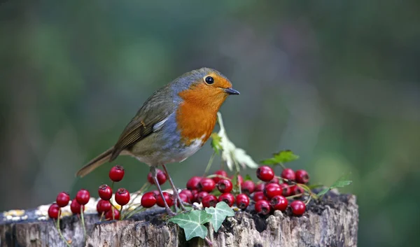 Avrasya bülbülü ormana tünemiş.