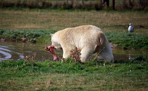 Ours Polaire Juvénile Dans Parc Animalier Britannique — Photo