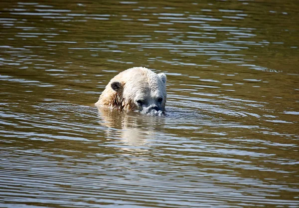 Ours Polaire Juvénile Dans Parc Animalier Britannique — Photo