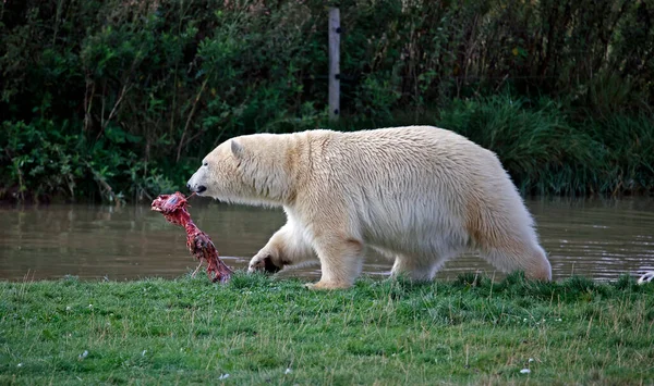 Juvenilní Lední Medvěd Parku Divoké Zvěře Velké Británii — Stock fotografie