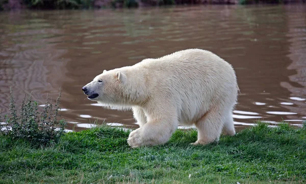 Juvenilní Lední Medvěd Parku Divoké Zvěře Velké Británii — Stock fotografie