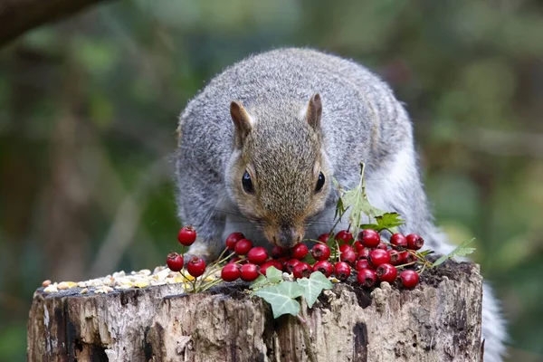 Grey Squirrel Feeding Woods — Stock Photo, Image