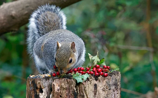 Grey Squirrel Feeding Woods — Stock Photo, Image