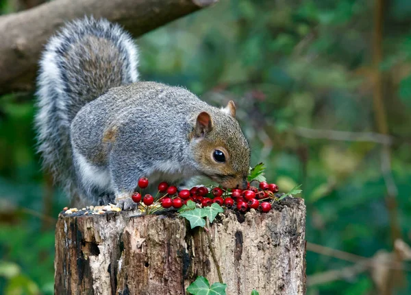 Grauhörnchen Fressen Wald — Stockfoto