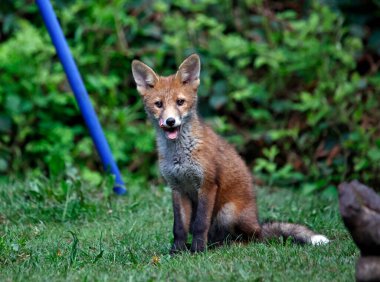 Tilki yavruları bahçede oynuyor ve keşfediyor.