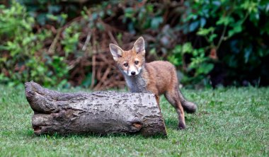 Tilki yavruları bahçede oynuyor ve keşfediyor.