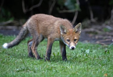 Tilki yavruları bahçede oynuyor ve keşfediyor.