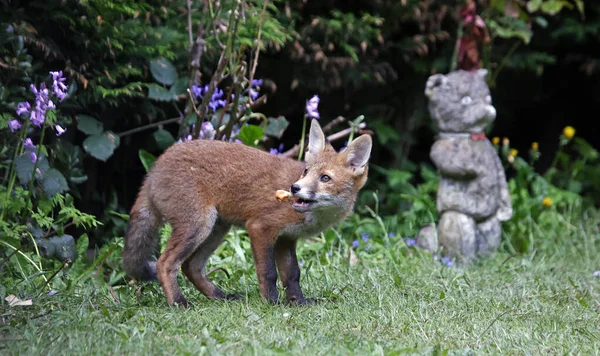 Fox Welpen Verkennen Spelen Tuin — Stockfoto