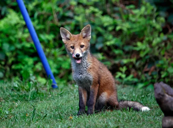Tilki yavruları bahçede oynuyor ve keşfediyor.